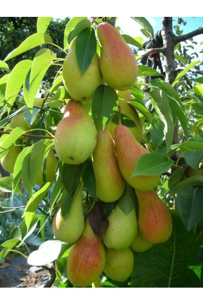 Груша домашняя Talgarskaya Krasavitsa