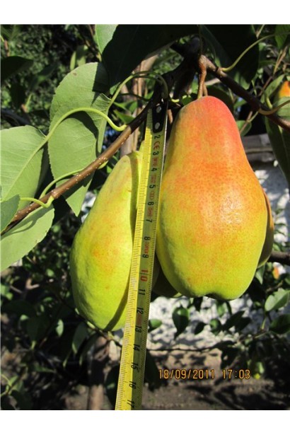 Груша Талгарская Красавица размер плодов