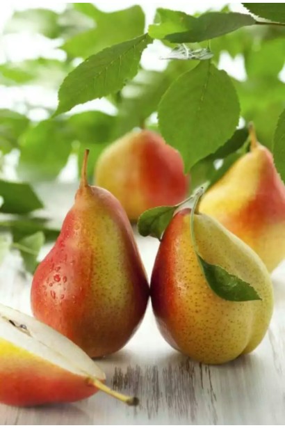 Груша Талгарка плоды