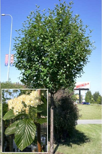 Sorbus aria Magnifica – відмінний для ландшафтного дизайну