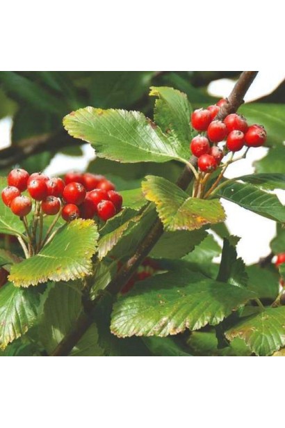 Sorbus aria Magnifica – яскраві червоні плоди
