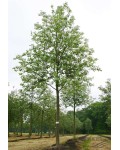 Горобина круглолиста Магніфіка | Sorbus aria Magnifica | Рябина круглолистная Магнифика