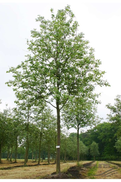 Горобина круглолиста Магніфіка