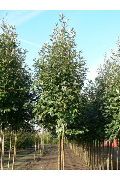 Рослини в садовому центрі проксіма