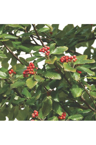 Горобина Магніфіка – контрастна зелень і червоні плоди