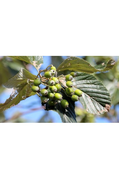 Sorbus aria Magnifica