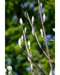 Горобина круглолиста Магніфіка | Sorbus aria Magnifica | Рябина круглолистная Магнифика