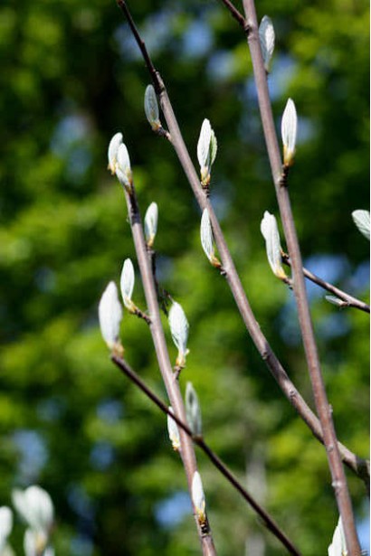 Горобина Магніфіка – стійка до хвороб