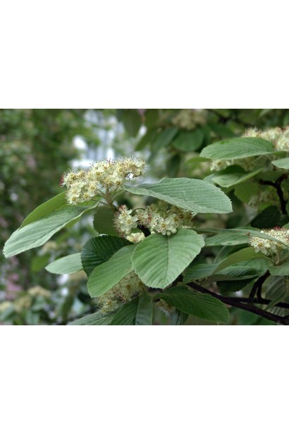 Sorbus aria Magnifica – красиві сріблясті листя