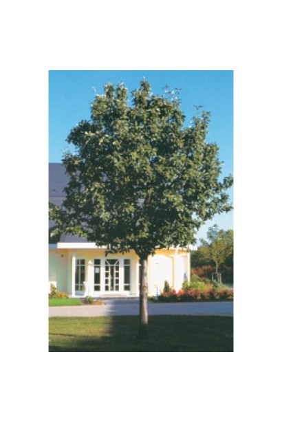 Горобина круглолиста Магніфіка – витривала рослина