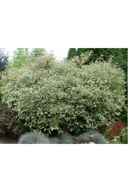 Дерен білий Елегантіссіма