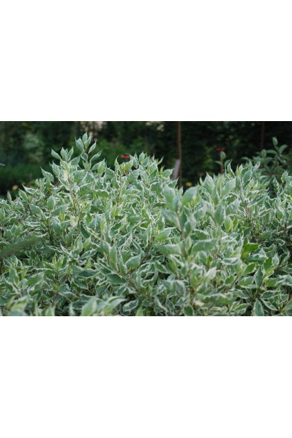 Cornus alba Elegantissima