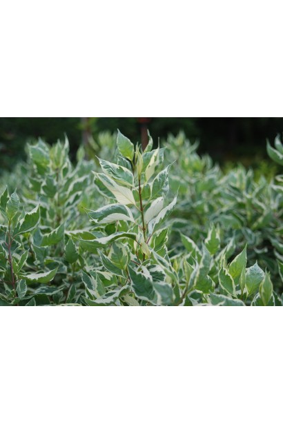 Cornus Elegantissima