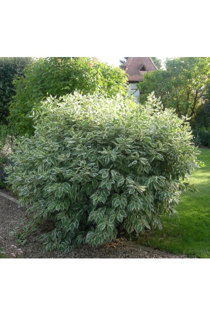 Дерен білий Elegantissima в ландшафті