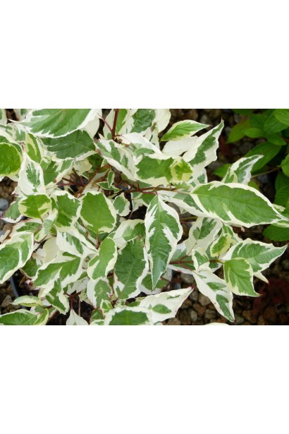 Дерен Елегантіссіма сіро-зелене листя з білими краями