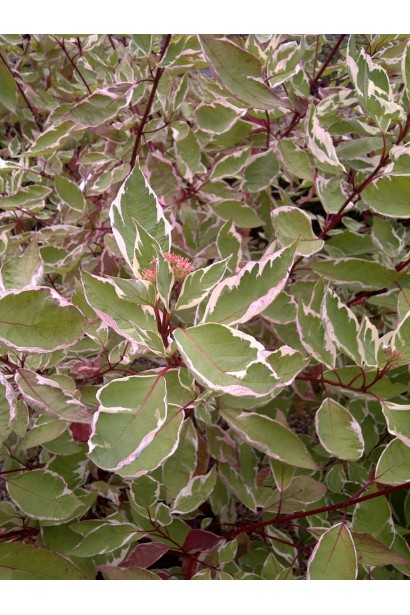 Дерен білий Елегантіссіма осінь