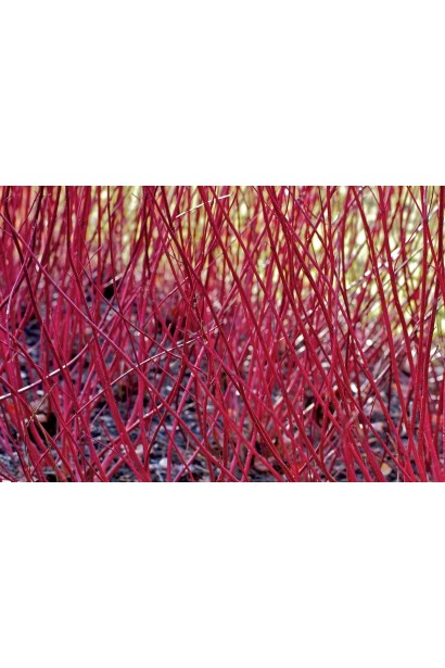 Дерен білий Елегантіссіма червоні декоративні пагони