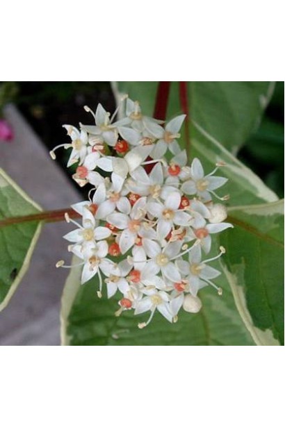 Дерен білий Елегантіссіма цвітіння білими квітами