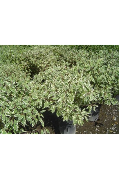 Дерен Елегантіссіма саджанці в садовому центрі