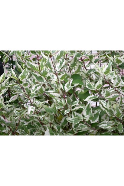 Свидина Елегантіссіма 