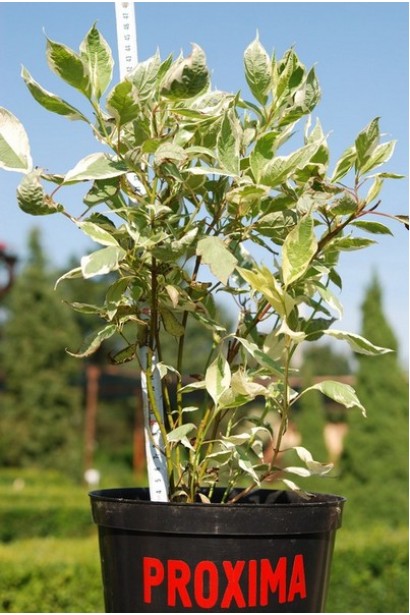 Дерен білий Елегантіссіма контейнер 3 л