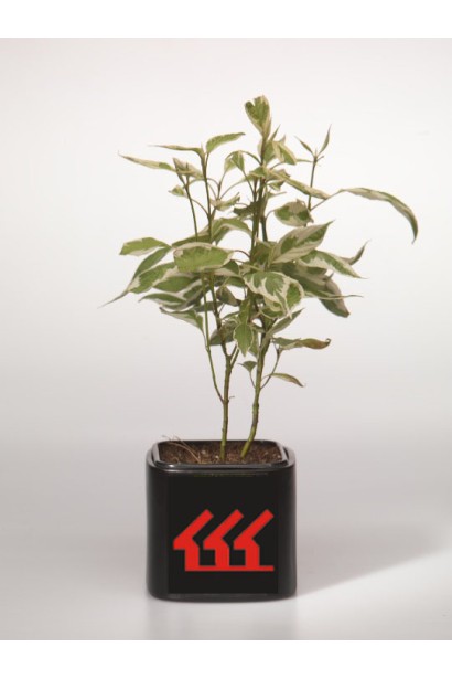 Дерен білий Елегантіссіма саджанець Р9