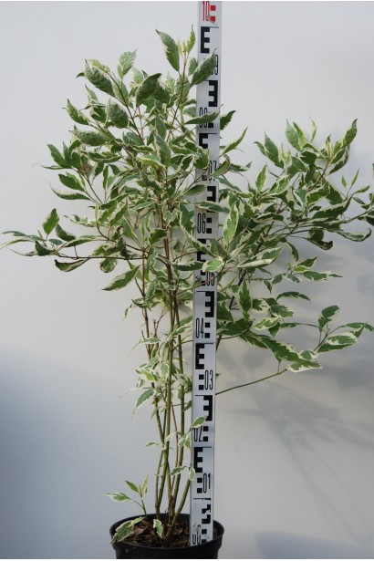 Дерен білий Елегантіссіма в горщику 5 л 80-100 см