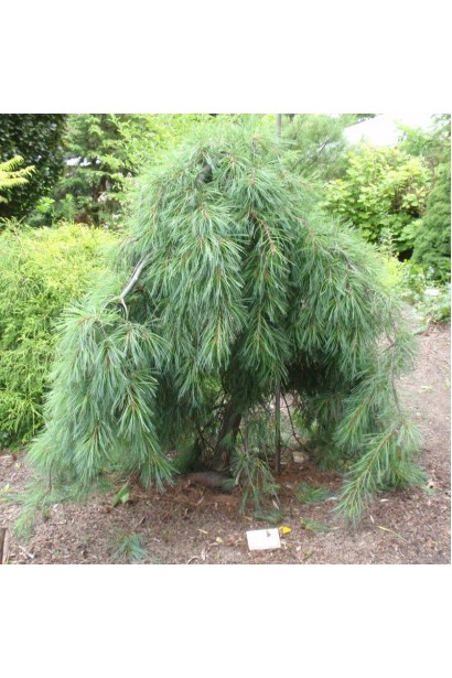 Пендула – декоративная плакучая форма сосны.