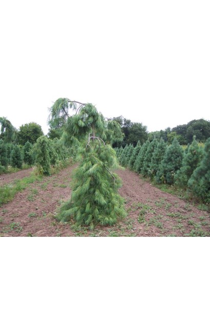 Сосна обычная Пендула в питомнике