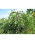 Сосна звичайна Пендула | Pinus sylvestris Pendula | Сосна обыкновенная Пендула