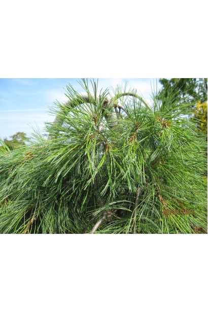 Pinus sylvestris Pendula