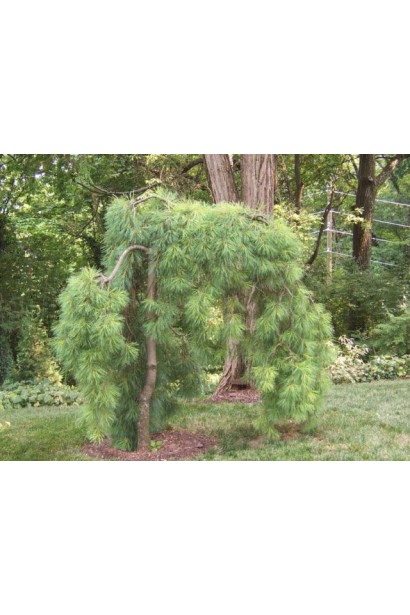 Дерево Пендула с оригинальной формой плакучей кроны