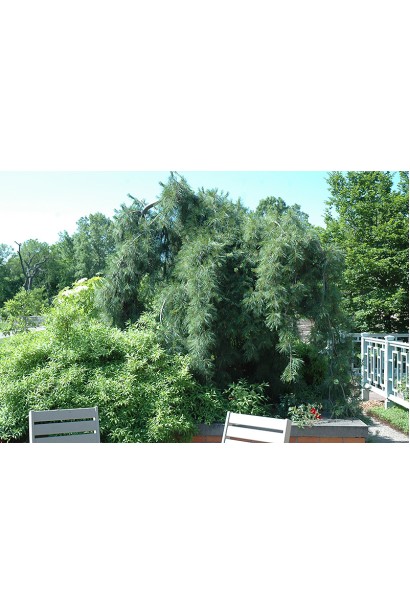 Необычная форма сосны обыкновенной Пендула для декоративных насаждений.