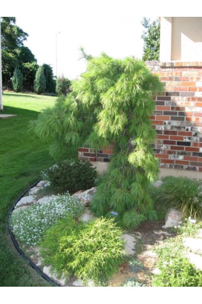 Эффектная плакучая форма сосны для сада