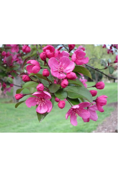 Яблуня Проф’южен з гарними квітами, що прикрашають сад.