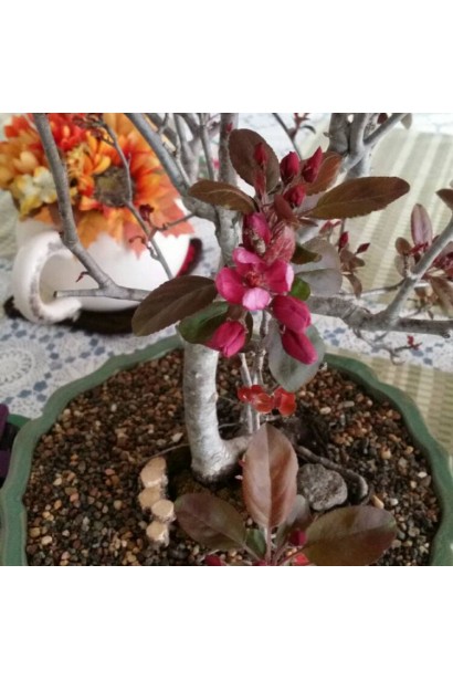 Яблуня декоративна Проф’южен 