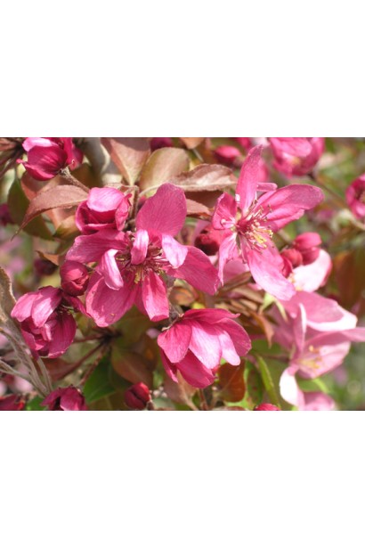 Malus Profusion — декоративне дерево з інтенсивним цвітінням.