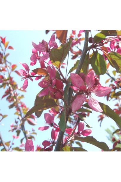 Малус Проф’южен — декоративна яблуня з ніжними квітами.