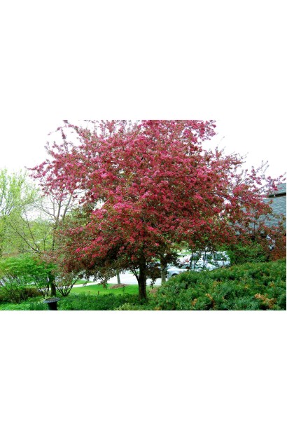 Яблуня Проф’южен для кольорового акценту в ландшафтному дизайні.