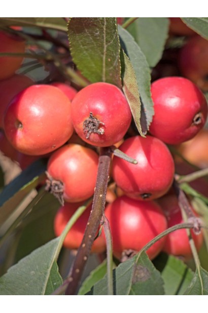 Malus domestica Profusion