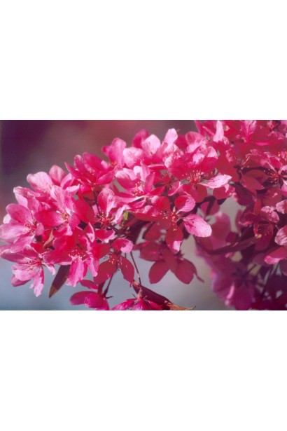 Malus domestica Profusion з яскравими квітами на гілках.