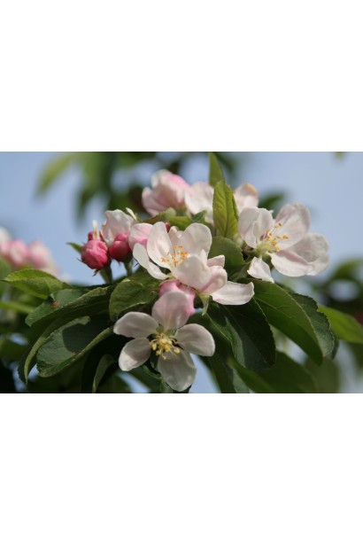 Яблоня декоративная Джон Дауни - красота и польза.