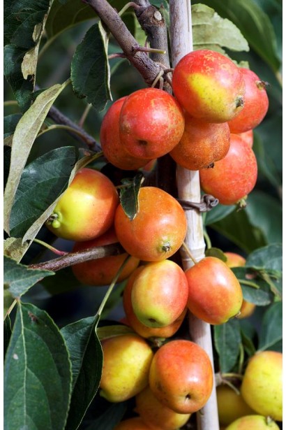 Декоративная яблоня John Downie с яркими плодами.
