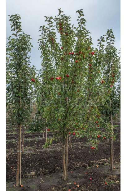 Маленькое дерево John Downie с декоративной ценностью.