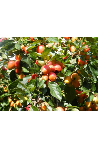 Яблоня Джон Дауни с обильным цветением и плодами.