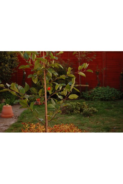 Malus John Downie - очаровательная яблоня для вашего сада.