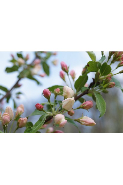 Дерево John Downie с декоративными цветами