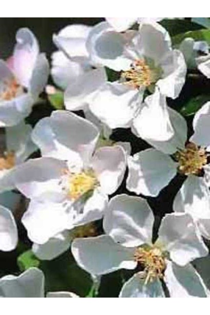 Яркая яблоня Джон Дауни с эффектным цветением