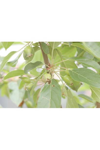 Яблоня декоративная Джон Дауни