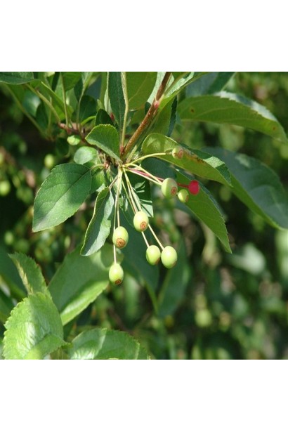 Malus domestica Nest — декоративна окраса для будь-якого саду.